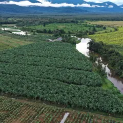 Paraná amplia vigilância contra pragas na bananicultura com drones