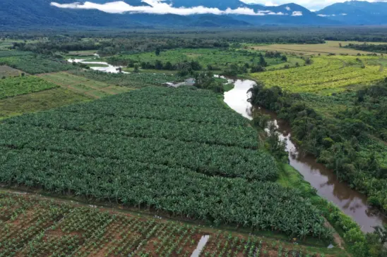 Paraná amplia vigilância contra pragas na bananicultura com drones