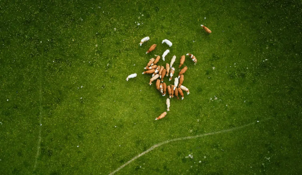 A imagem representa como a pecuária pode se beneficiar com o uso de bioinsumos