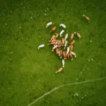 A imagem representa como a pecuária pode se beneficiar com o uso de bioinsumos
