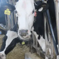 A Empresa de Pesquisa Agropecuária de Minas Gerais (Epamig) anunciou, nesta quinta-feira (29), o investimento em dietas para bois com objetivo de reduzir em até 30% das emissões de metano.