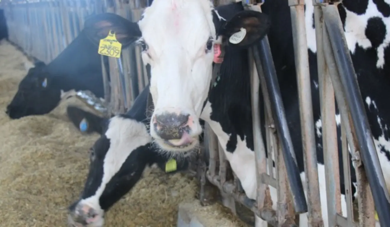 A Empresa de Pesquisa Agropecuária de Minas Gerais (Epamig) anunciou, nesta quinta-feira (29), o investimento em dietas para bois com objetivo de reduzir em até 30% das emissões de metano.