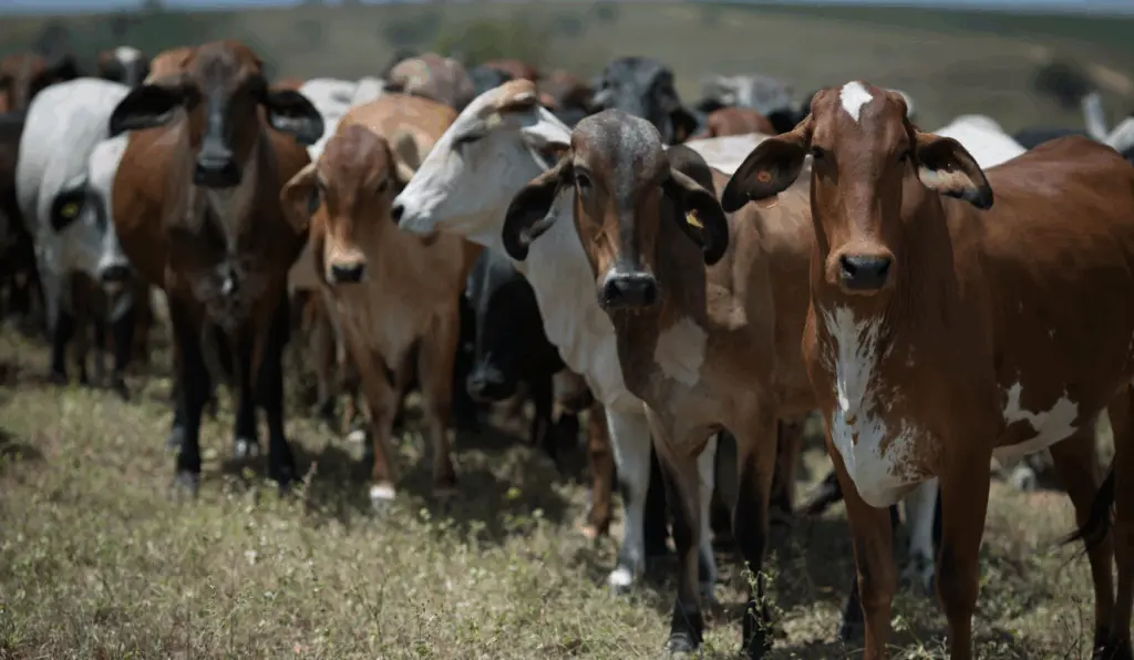 Acrimat alerta sobre possibilidade de falta de água, necessidade de manter a boa alimentação animal e ajustar o manejo das pastagens Acrimat alerta sobre possibilidade de falta de água, necessidade de manter a boa alimentação animal e ajustar o manejo das pastagens