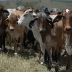 Acrimat alerta sobre possibilidade de falta de água, necessidade de manter a boa alimentação animal e ajustar o manejo das pastagens