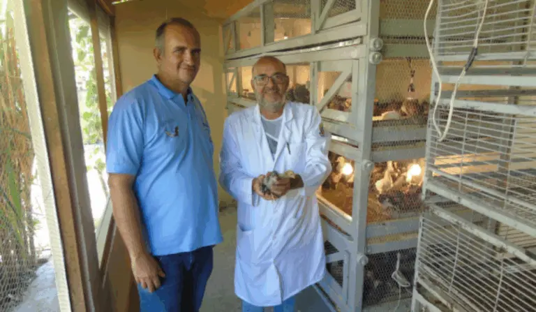 Mais de 2 mil aves já foram entregues como base reprodutiva, beneficiando diretamente 300 famílias agricultoras de avicultura da Bahia Mais de 2 mil aves já foram entregues como base reprodutiva, beneficiando diretamente 300 famílias agricultoras de avicultura da Bahia