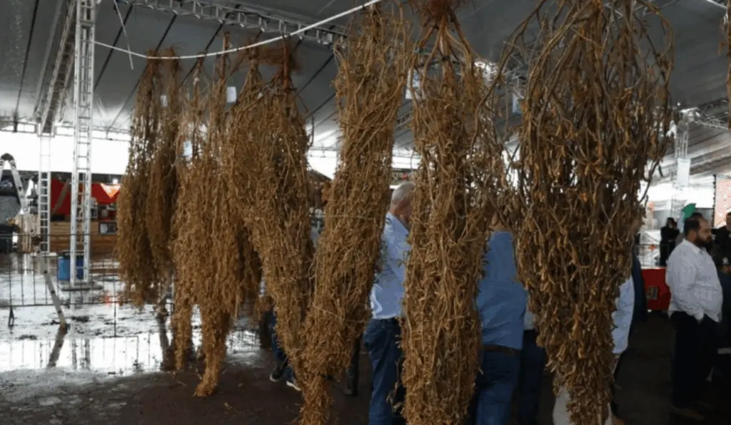 A vencedora do 25º Concurso do Pé de Soja Solteiro foi a cultivada pela produtora Rosemar Fonseca de Souza, com mais de 11 mil vagens com sementes