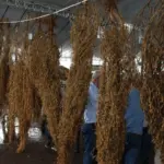 A vencedora do 25º Concurso do Pé de Soja Solteiro foi a cultivada pela produtora Rosemar Fonseca de Souza, com mais de 11 mil vagens com sementes