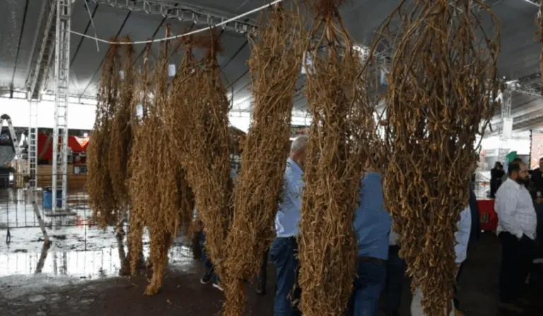 A vencedora do 25º Concurso do Pé de Soja Solteiro foi a cultivada pela produtora Rosemar Fonseca de Souza, com mais de 11 mil vagens com sementes