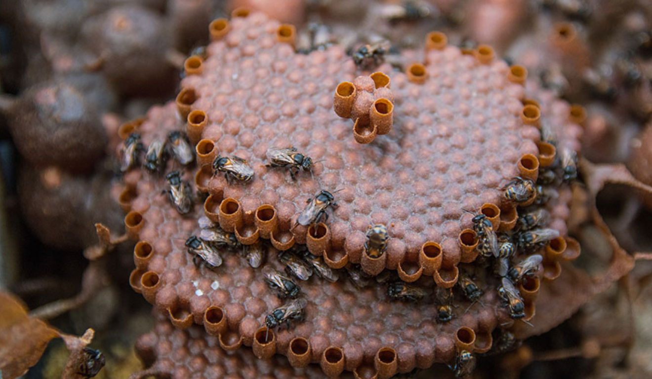 A imagem ilustra cultivo de abelhas da Amazônia