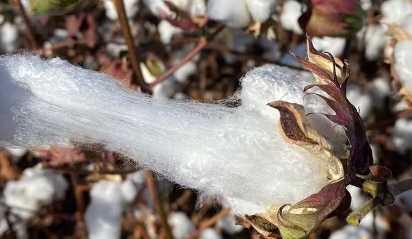 Embrapa lança novas cultivares de algodão com fibra premium e resistência genética para produtores brasileiros