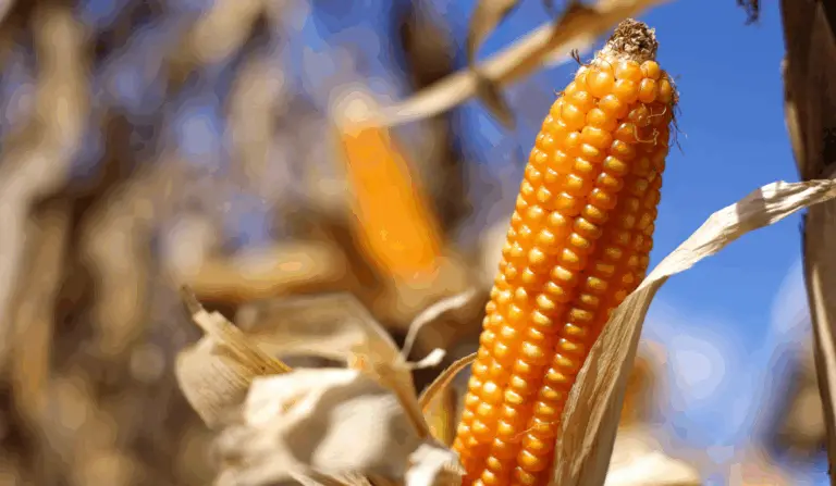 Brasil deve colher 128,2 milhões de toneladas de milho em 2025, aponta o IBGE