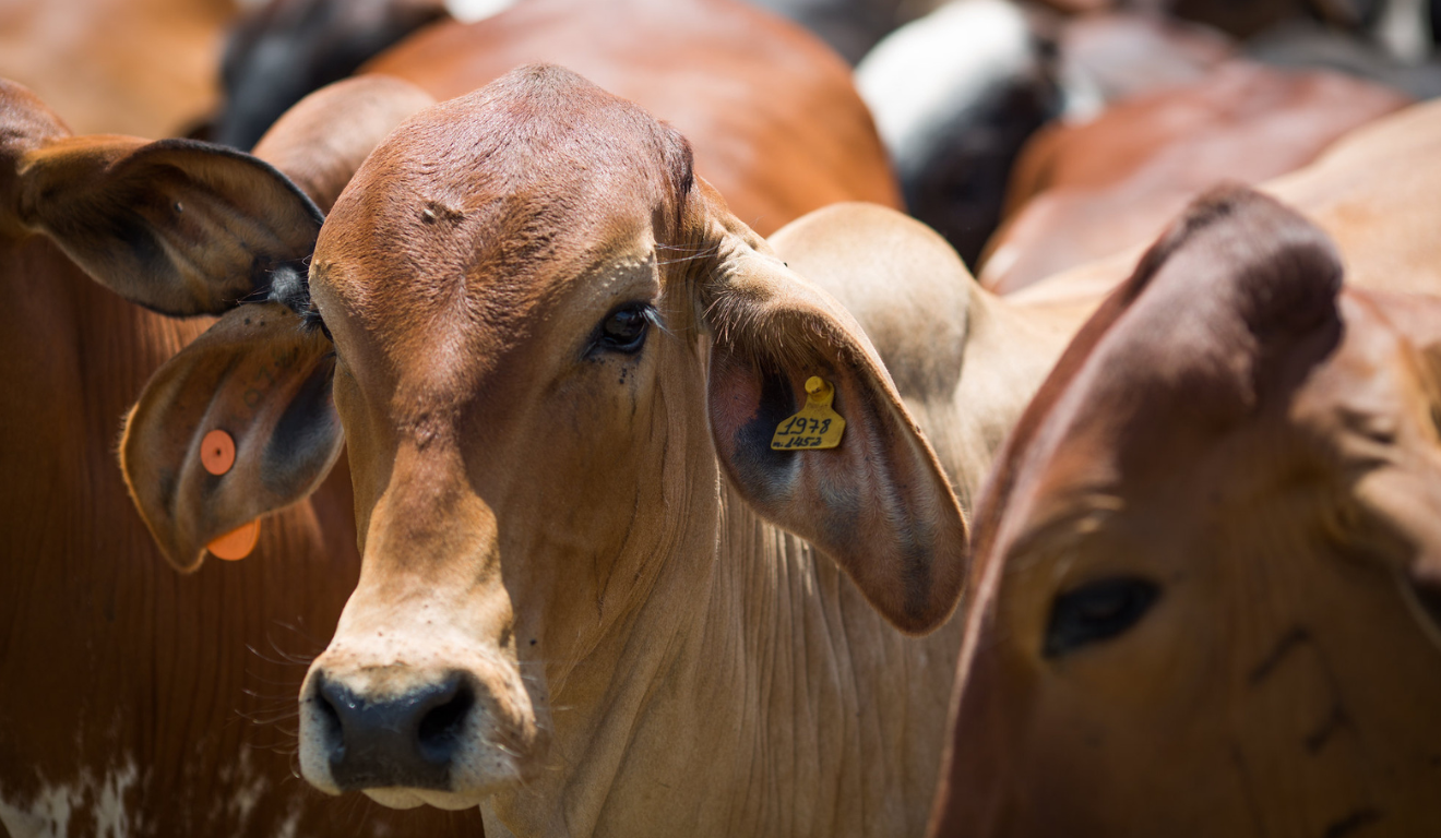 Atualização cadastral quer coletar os dados das propriedades rurais, produtores e de todas as espécies animais criadas no estado