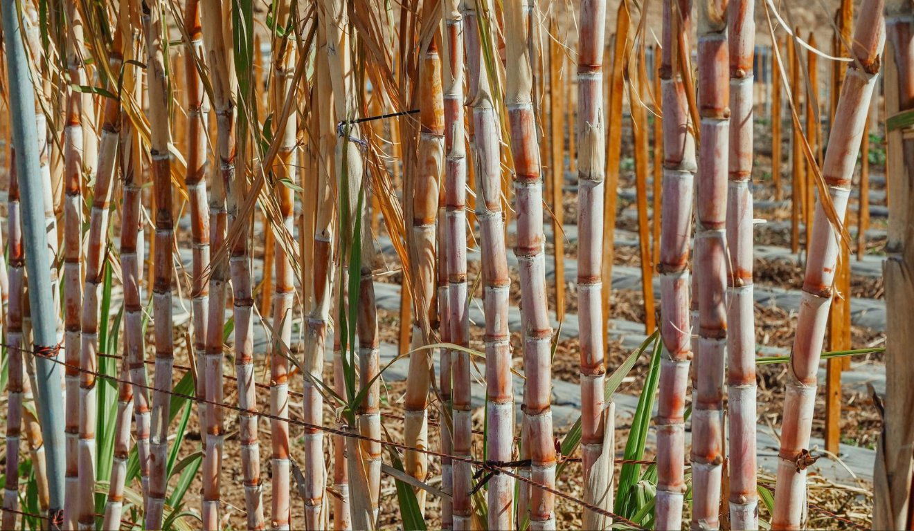 Segundo o Cepea, a moagem de cana avançou um pouco mais com a melhora das condições climáticas, e a oferta de etanol nas usinas cresceu em parte das regiões.