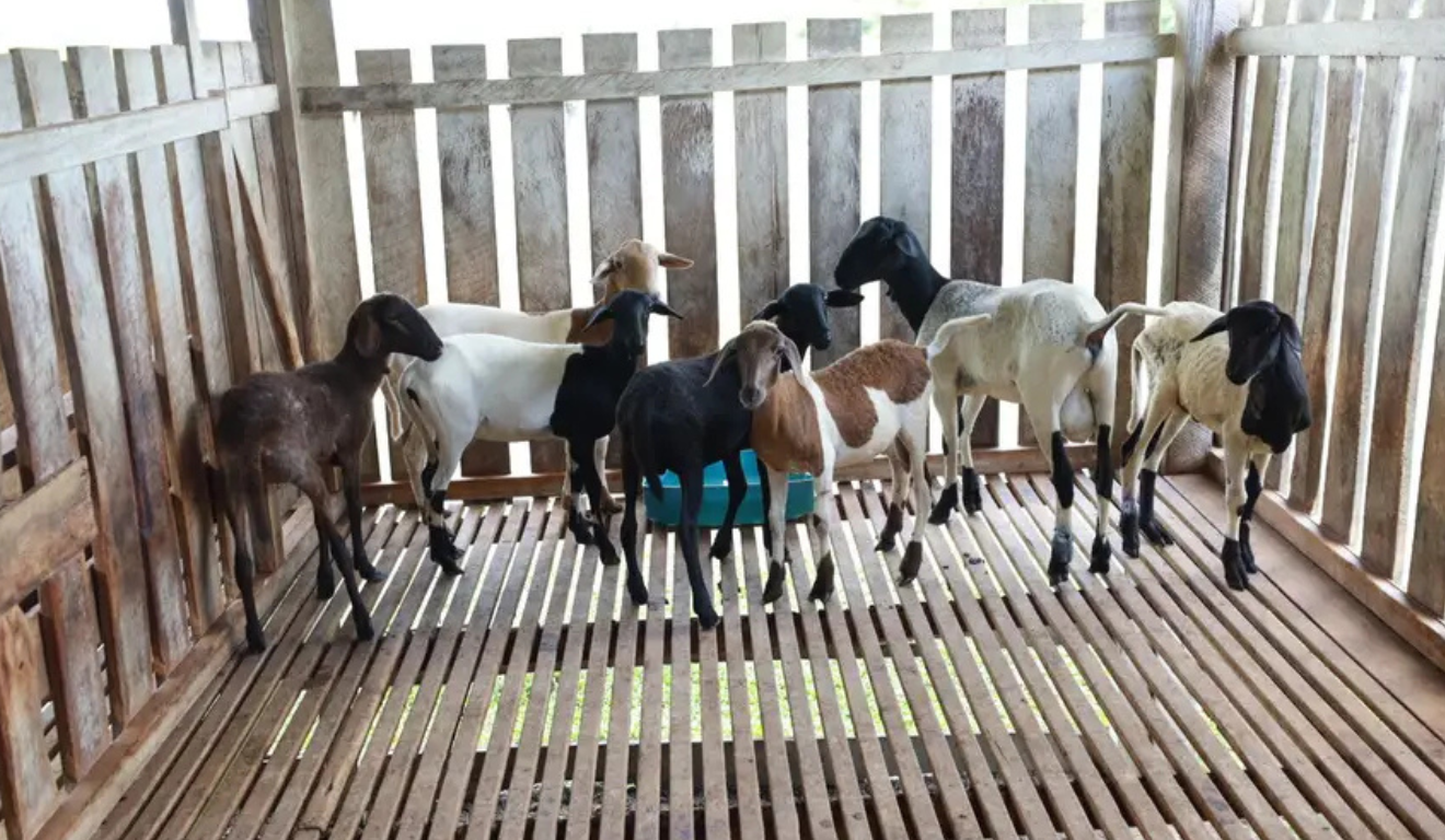 Os cadastro de animais segue até 15 de junho, é válida para todas as espécies — como bovinos, suínos, equinos, aves, caprinos e outros.