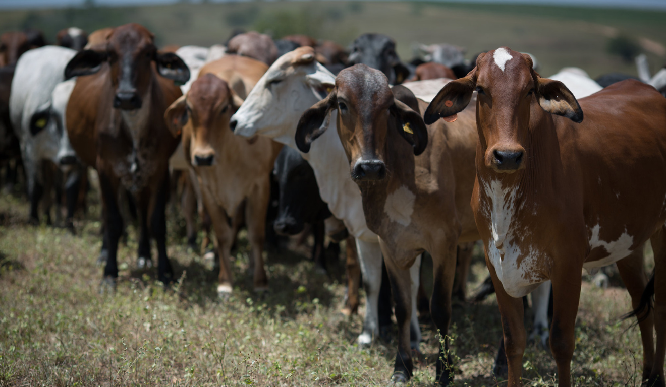 Acrimat alerta sobre possibilidade de falta de água, necessidade de manter a boa alimentação animal e ajustar o manejo das pastagens