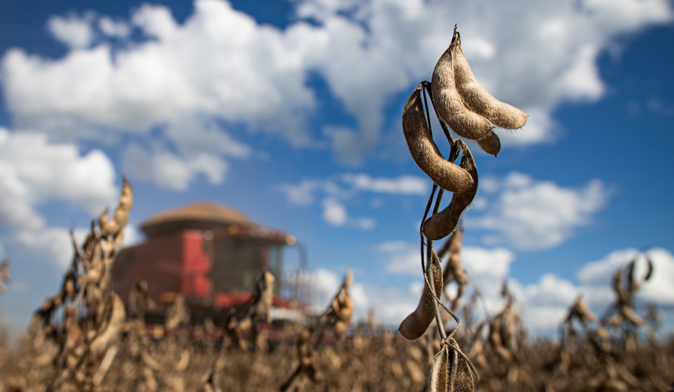 Começa no próximo domingo (8), no Mato Grosso, o vazio sanitário da soja, período em que fica proibido o cultivo e a presença de plantas vivas de cultivo da oleaginosa. A medida visa evitar a incidência do fungo Phakopsora pachyrhizi, causador da ferrugem asiática