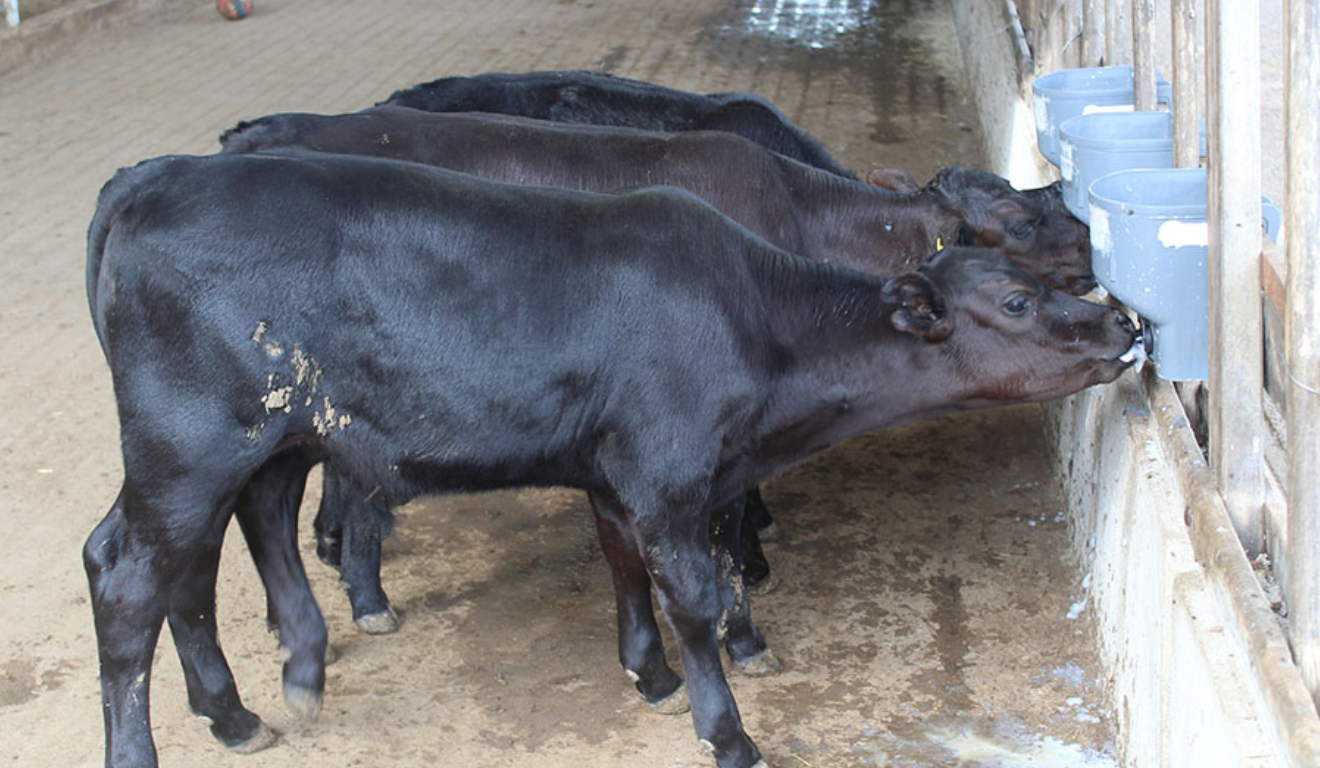 A Embrapa anunciou, na última terça-feira (13), o nascimento dos primeiros bezerros geneticamente editados no Brasil