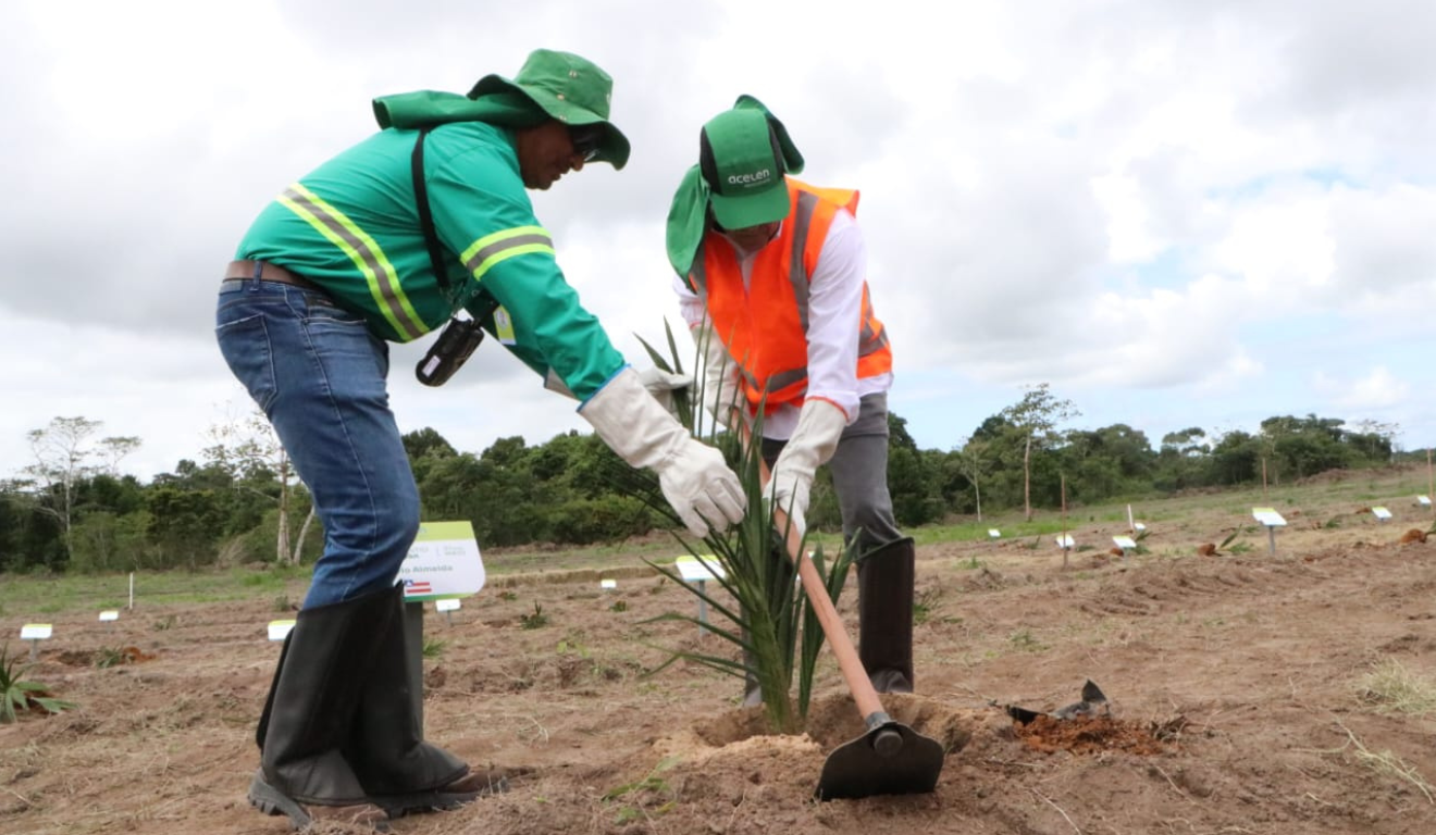 A Acelen Renováveis iniciou, ontem (21), o plantio de mudas de macaúba na cidade de Cachoeira, na Bahia, com objetivo de produzir combustível renovável para aviação (SAF) e diesel renovável (HVO).
