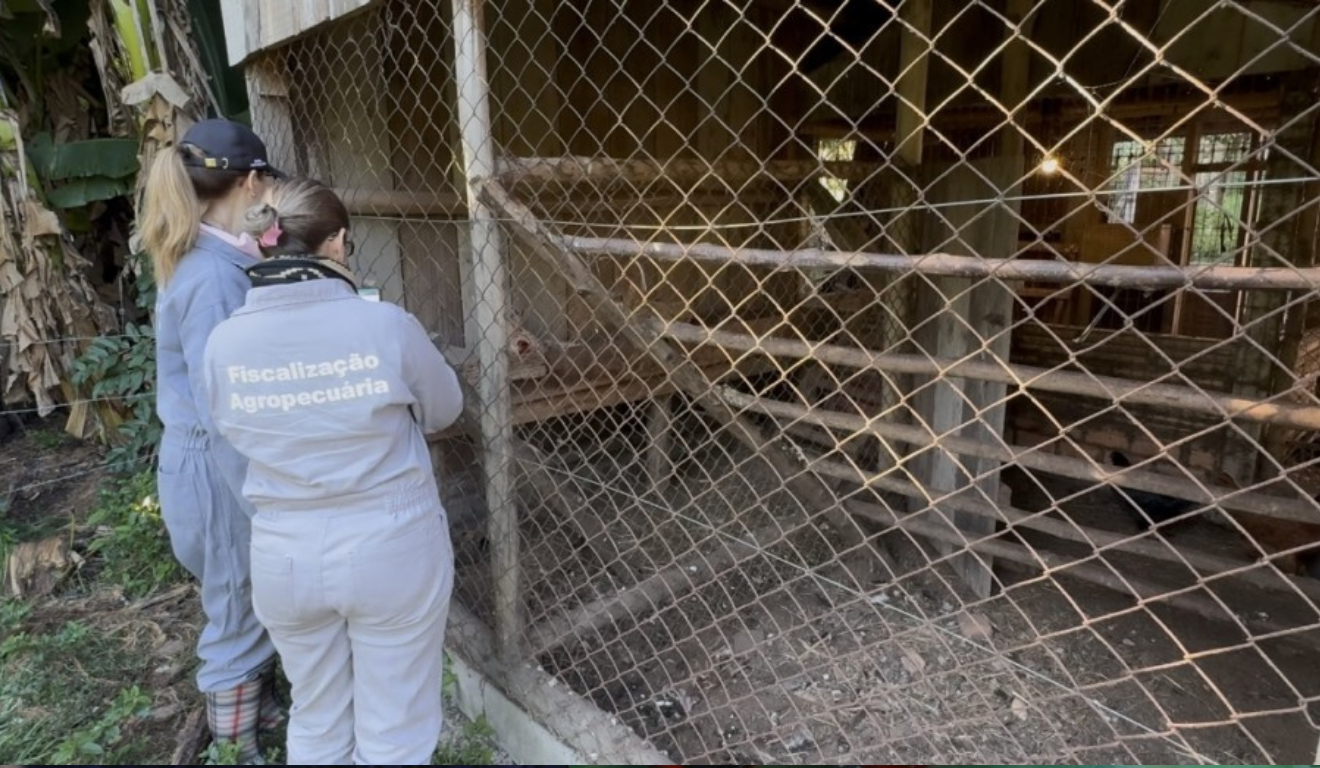 Fiscais estaduais agropecuários e técnicos agrícolas da Secretaria da Agricultura, Pecuária, Produção Sustentável e Irrigação (Seapi) iniciaram, no último sábado (24), a segunda rodada de visitas em propriedades no raio de dez quilômetros do foco de gripe aviária em Montenegro (RS).