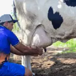 A imagem representa o avanço da produção leiteira em Sergipe