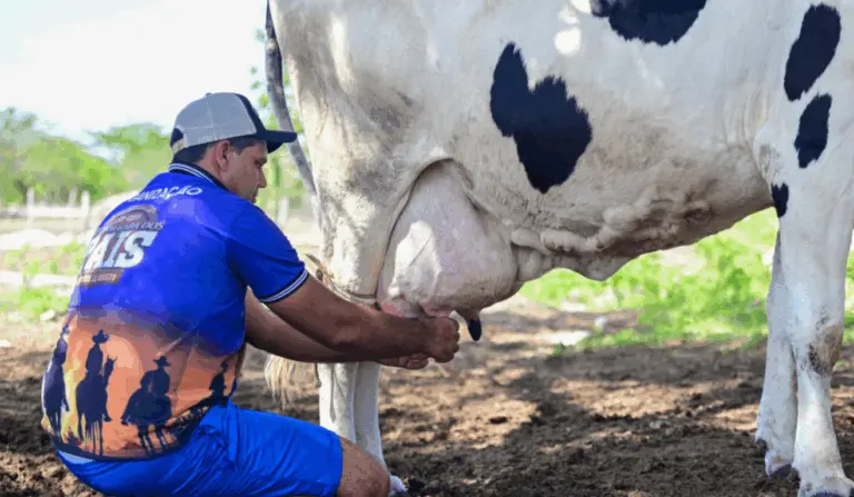 A imagem representa o avanço da produção leiteira em Sergipe A imagem representa o avanço da produção leiteira em Sergipe