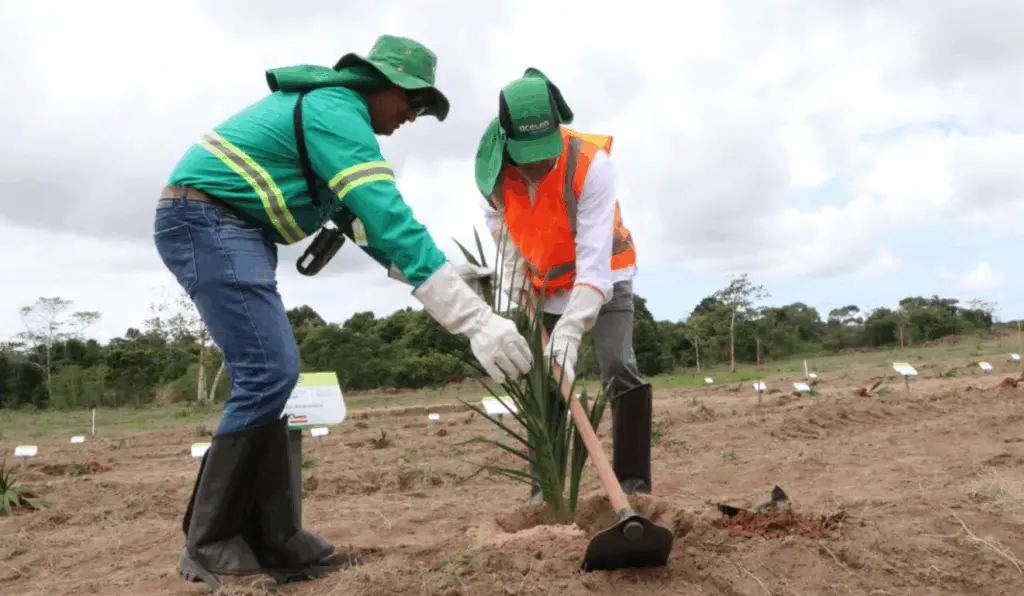 A Acelen Renováveis iniciou, ontem (21), o plantio de mudas de macaúba na cidade de Cachoeira, na Bahia, com objetivo de produzir combustível renovável para aviação (SAF) e diesel renovável (HVO).
