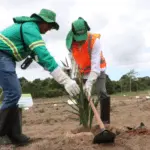 A Acelen Renováveis iniciou, ontem (21), o plantio de mudas de macaúba na cidade de Cachoeira, na Bahia, com objetivo de produzir combustível renovável para aviação (SAF) e diesel renovável (HVO).