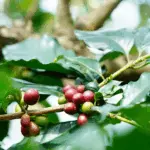 A imagem ilustra o início da colheita de café arábica no Espírito Santo