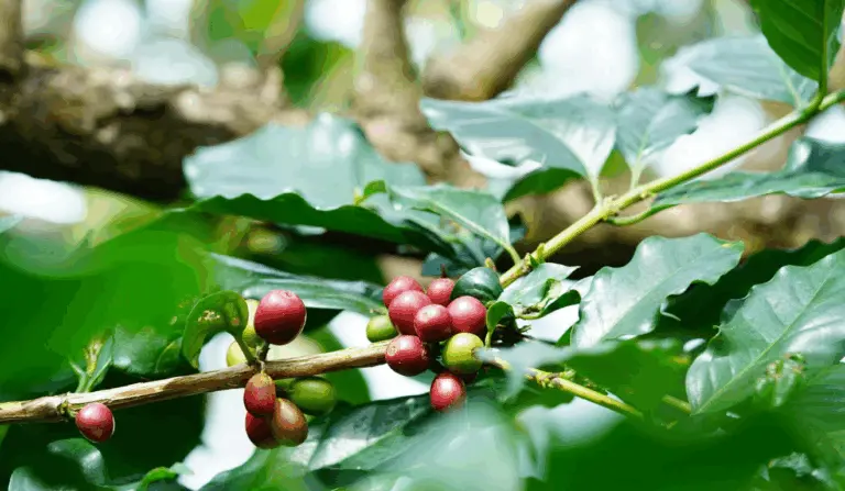 A imagem ilustra o início da colheita de café arábica no Espírito Santo
