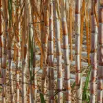 Segundo o Cepea, a moagem de cana avançou um pouco mais com a melhora das condições climáticas, e a oferta de etanol nas usinas cresceu em parte das regiões.