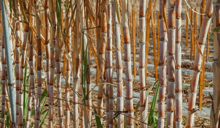 Segundo o Cepea, a moagem de cana avançou um pouco mais com a melhora das condições climáticas, e a oferta de etanol nas usinas cresceu em parte das regiões.