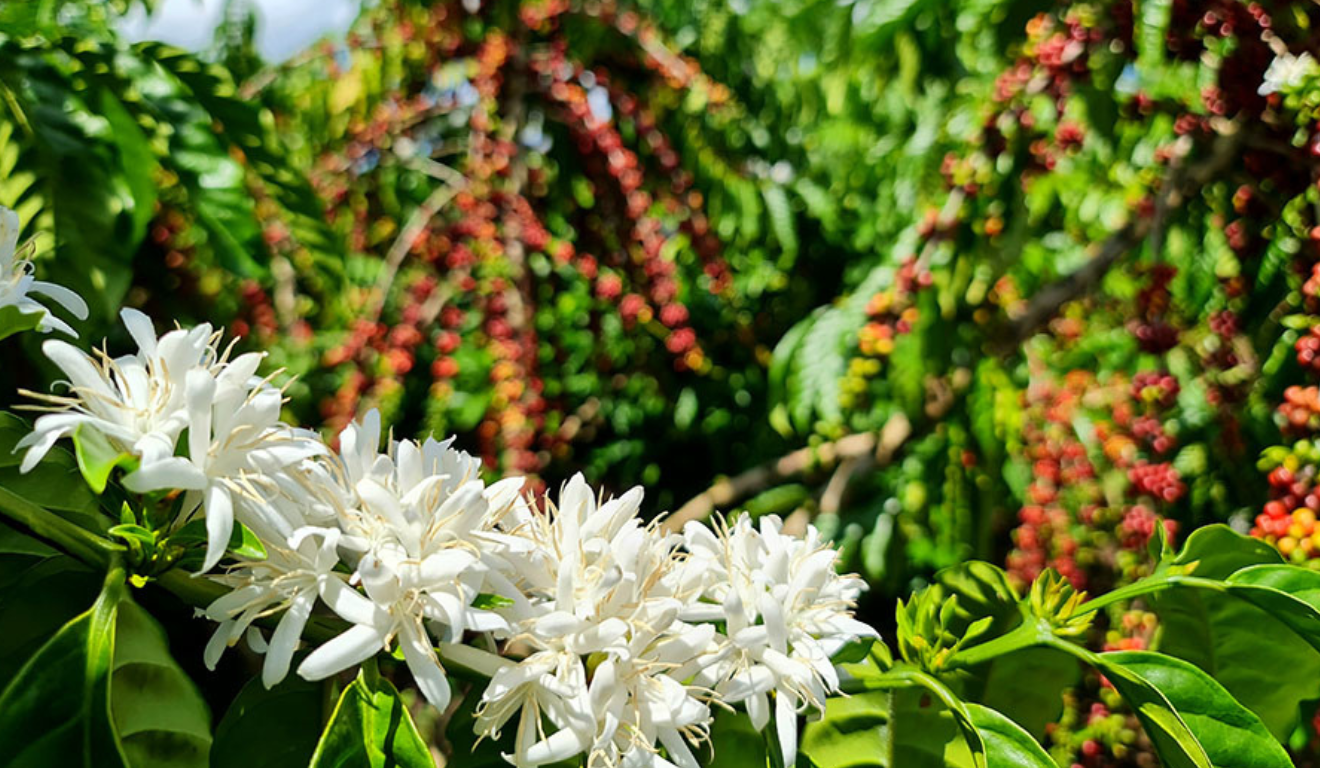 Florada do Café Robusta Amazônico nas Matas de Rondônia. Espécie possui cultivo sustentável que contribui para o sequestro de carbono na Amazônia.