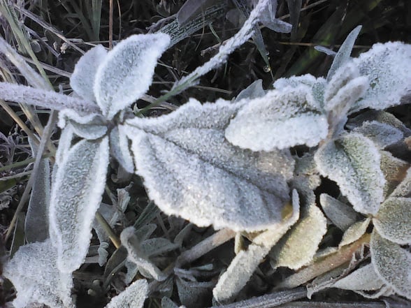 Julho começa com geadas e frio intenso no Sul do Brasil