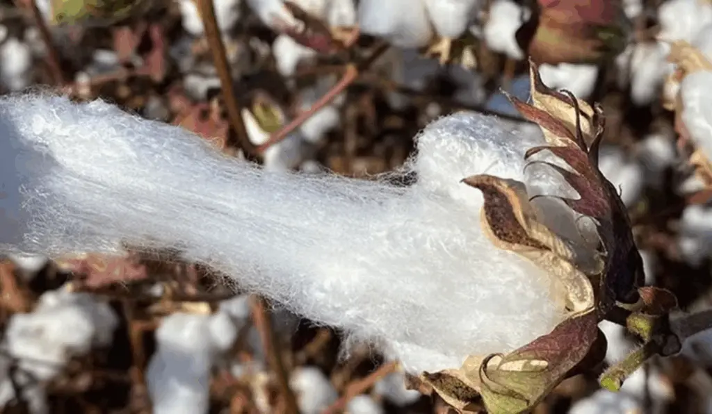 Embrapa lança novas cultivares de algodão com fibra premium e resistência genética para produtores brasileiros Embrapa lança novas cultivares de algodão com fibra premium e resistência genética para produtores brasileiros