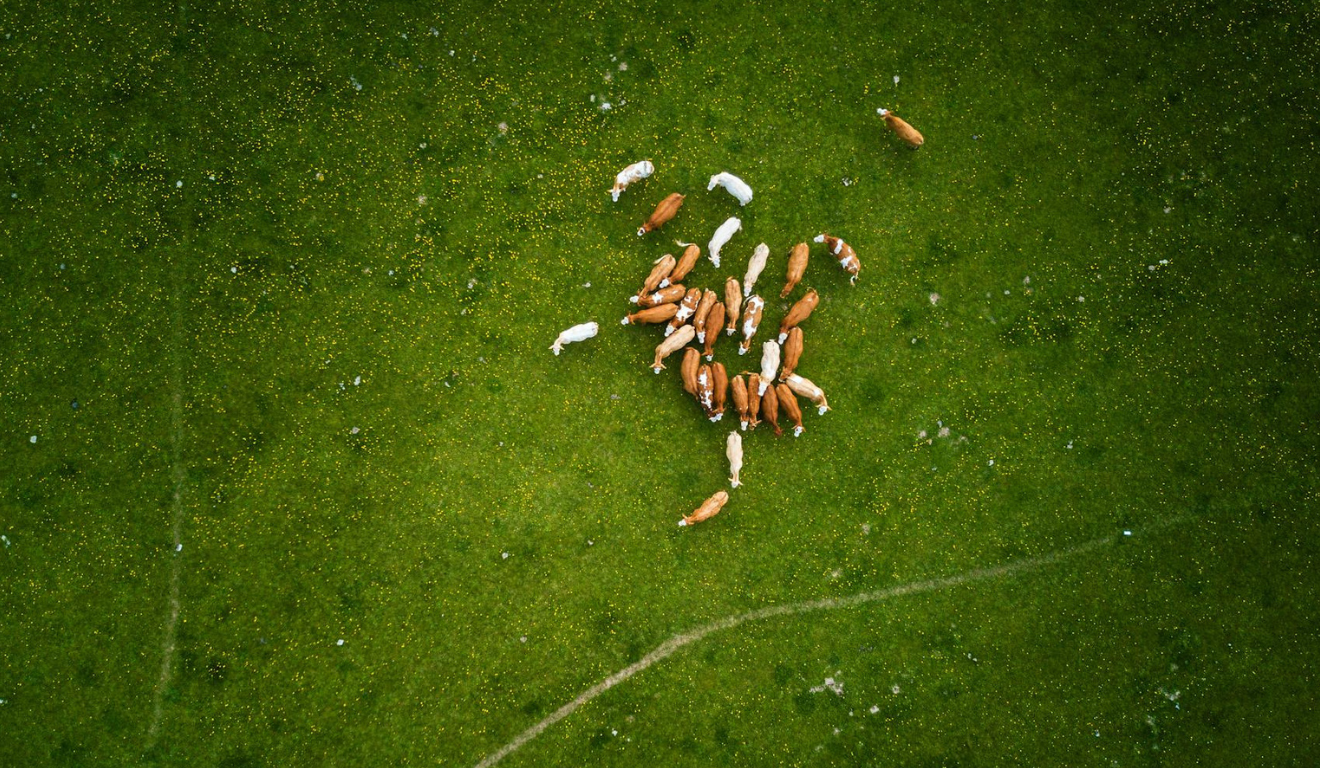 A imagem representa como a pecuária sustentável pode se beneficiar com o uso de bioinsumos