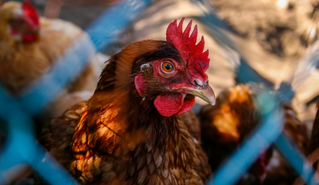 A galinha representa a desinfecção da granja comercial após registrar caso de gripe aviária