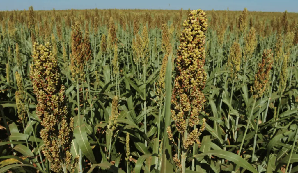 O sorgo é uma alternativa ao milho na segunda safra e aliado na rotação de culturas O sorgo é uma alternativa ao milho na segunda safra e aliado na rotação de culturas