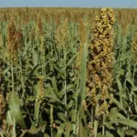 O sorgo é uma alternativa ao milho na segunda safra e aliado na rotação de culturas