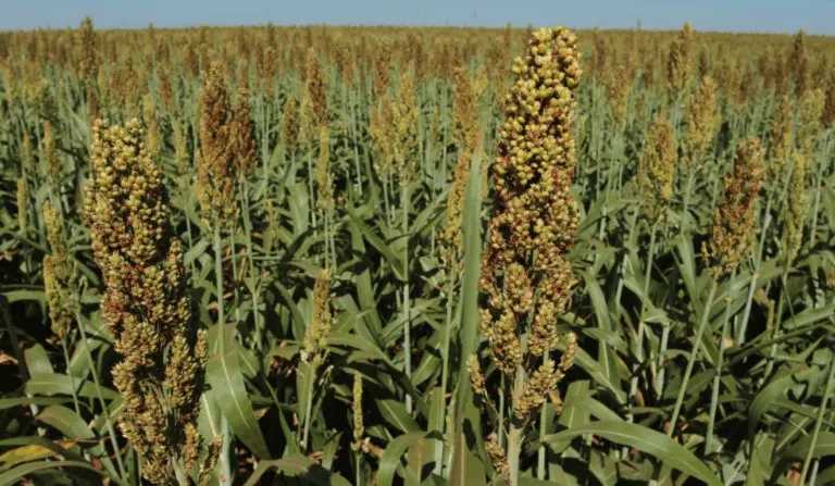 O sorgo é uma alternativa ao milho na segunda safra e aliado na rotação de culturas