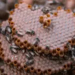 A imagem ilustra cultivo de abelhas da Amazônia