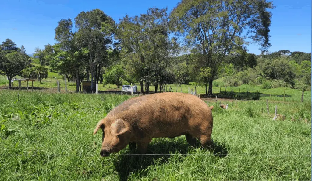 A Agência de Defesa Agropecuária do Paraná (Adapar) anunciou, ontem (12), uma portaria para regulamentar a criação e a comercialização do porco Moura no estado A Agência de Defesa Agropecuária do Paraná (Adapar) anunciou, ontem (12), uma portaria para regulamentar a criação e a comercialização do porco Moura no estado