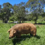 A Agência de Defesa Agropecuária do Paraná (Adapar) anunciou, ontem (12), uma portaria para regulamentar a criação e a comercialização do porco Moura no estado