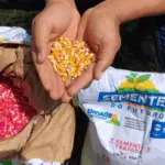 Evento da Seagri reuniu agricultores para conhecer variedades de milho