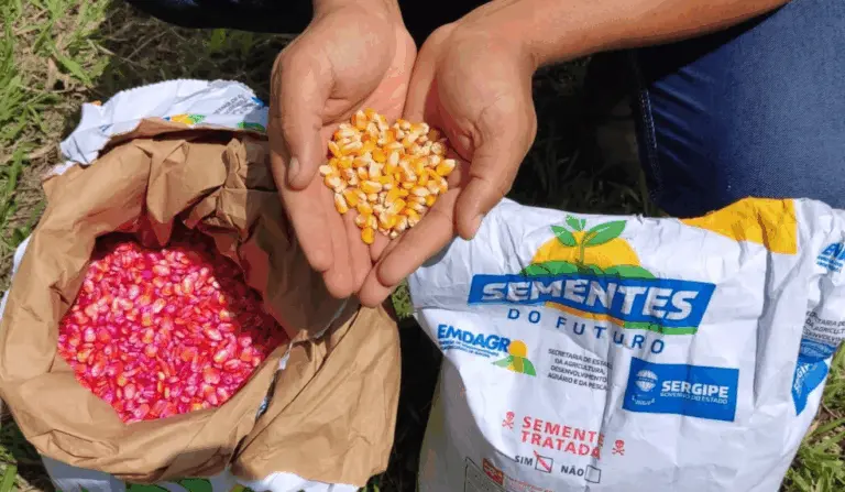 Evento da Seagri reuniu agricultores para conhecer variedades de milho
