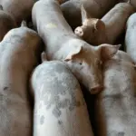 A imagem representa o volume das exportações de suínos do Brasil