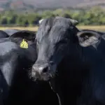 Imagem representa os preços do boi gordo