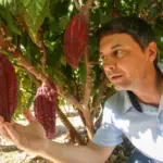 Cacau ganha força no campo paulista e já impulsiona produção de chocolates artesanais e turismo rural