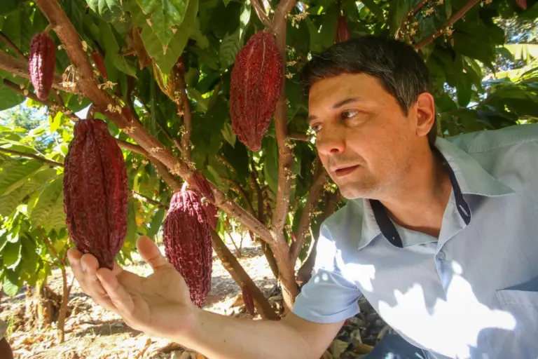 Cacau ganha força no campo paulista e já impulsiona produção de chocolates artesanais e turismo rural