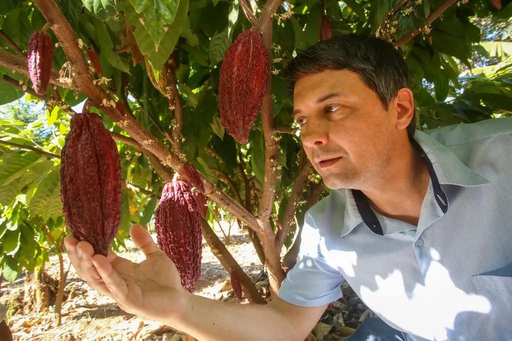 Cacau ganha força no campo paulista e já impulsiona produção de chocolates artesanais e turismo rural Cacau ganha força no campo paulista e já impulsiona produção de chocolates artesanais e turismo rural