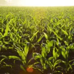 A imagem representa como as boas condições climáticas nas regiões produtoras da segunda safra de milho reforçam as expectativas de elevada produtividade